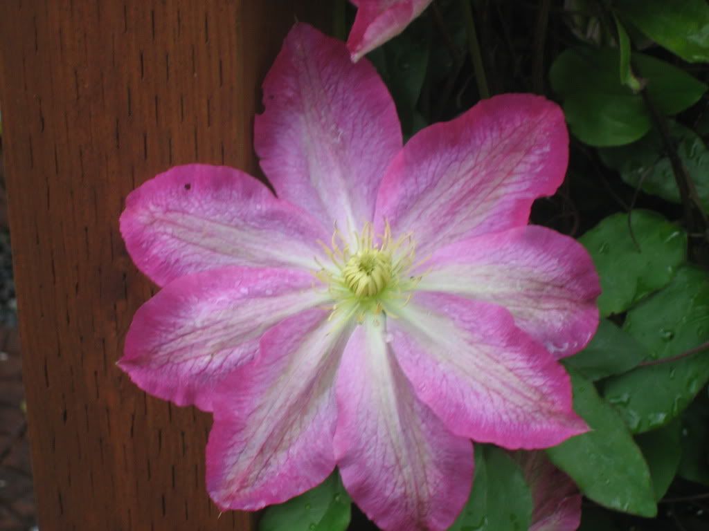 Clematis