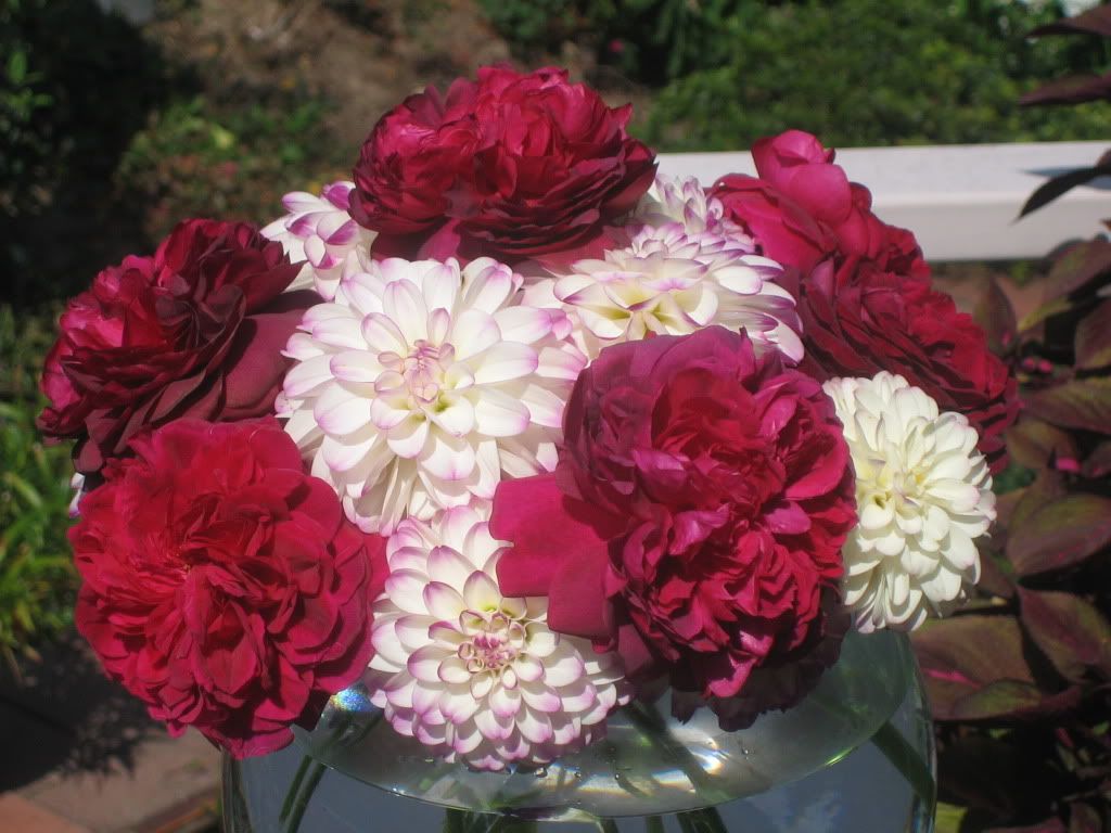 WS2000/The Prince photo IMG_2204.jpg