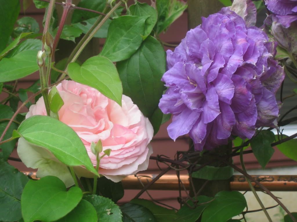 White Eden/Clematis's