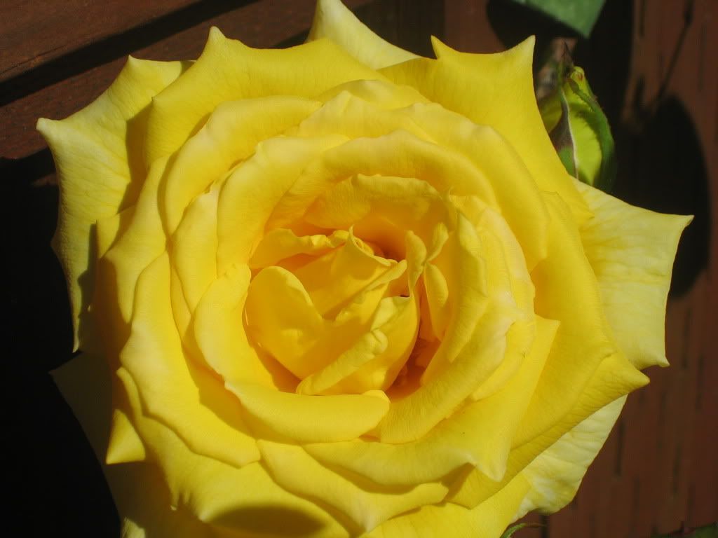 Royal Gold Rose