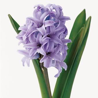 Hyacinth Pictures, Images and Photos
