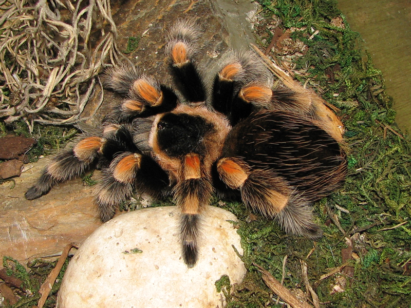 bsmithi2.png