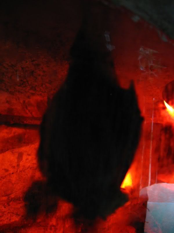IMG_1147.jpg