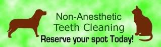 NINA KENNEL NON ANESTHETIC