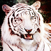 animal-challenge 17 photo animal-challenge 17 1_zpsvtmnvycr.png